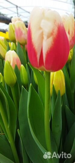 Тюльпаны оптом