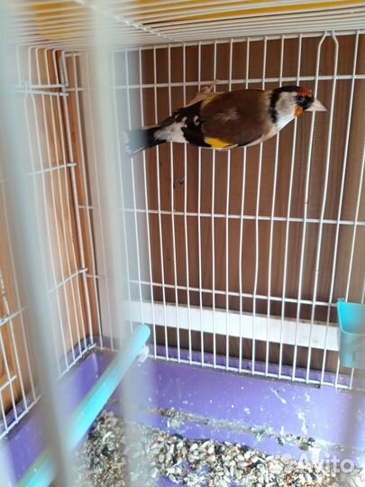 Птица щегол