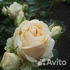 Сажанецы роз кустовые