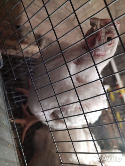 Мясо домашнего бройлера