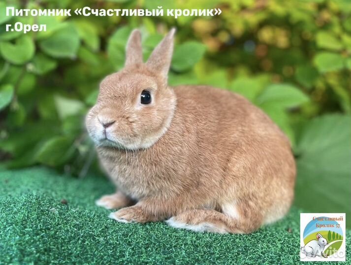 Кролик карликовый мини (декоративный) из питомника