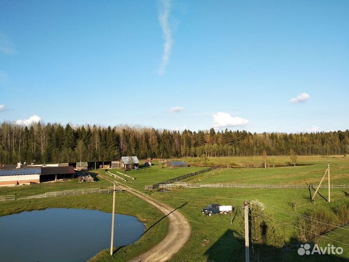 Поиск партнера по бизнесу (свиноводство)