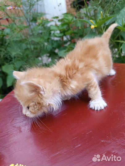 Котята 1,5 месяца в добрые руки