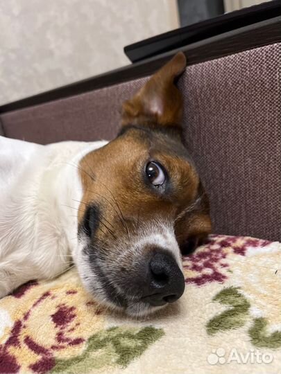 Собаки вязка