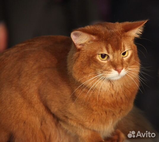 Пуходерка, кормушка, корм, наполнитель для котэ