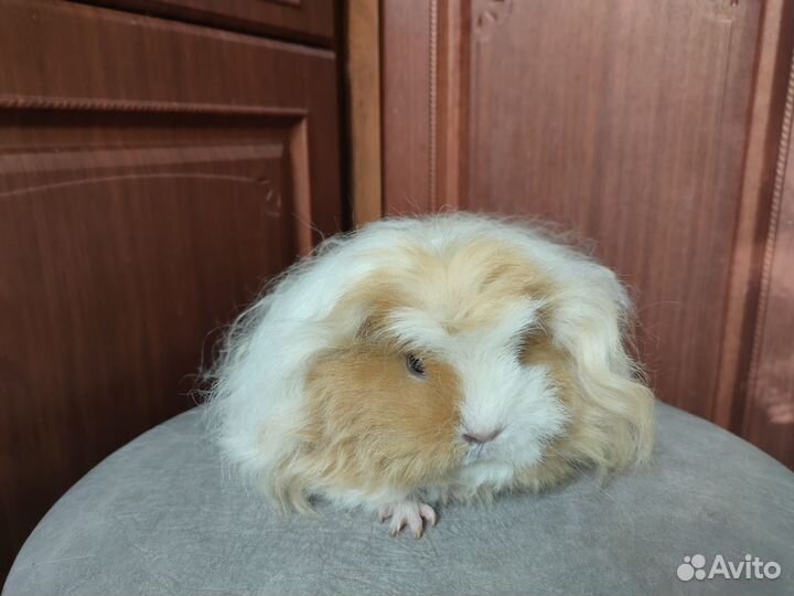 Морская свинка мерино вязка