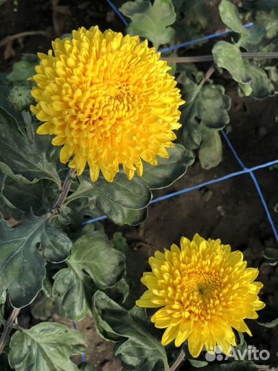 Саженцы хризантем