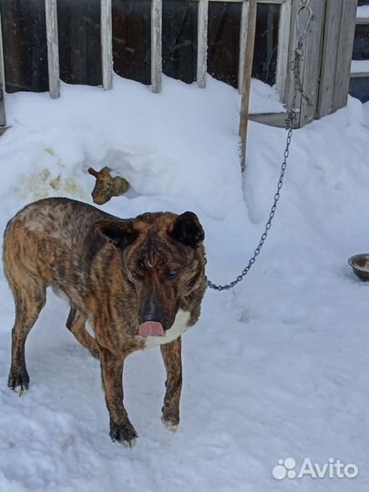 Собака в добрые руки отдам бесплатно