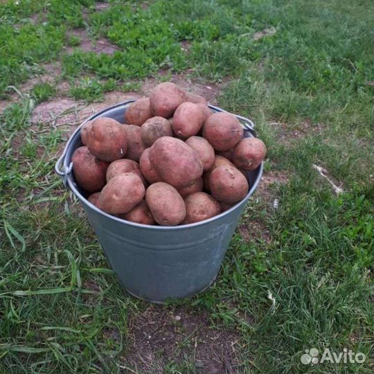 Продам картофель