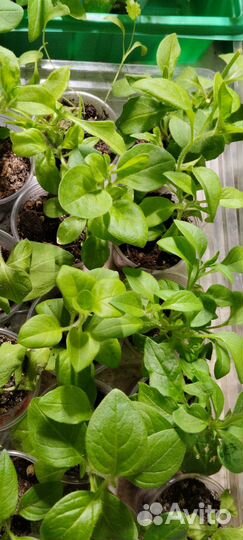 Петуния тайдал