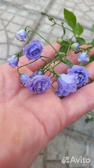 Кампанула жених и невеста махровые и не иахровые