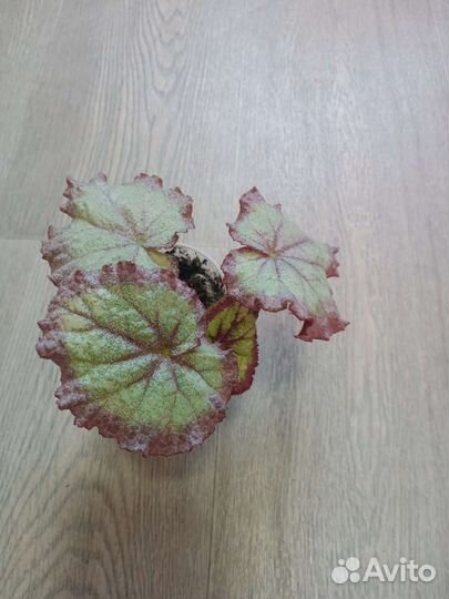 Бегония декоративно лиственная