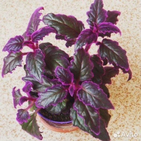 Гинура пушистая 