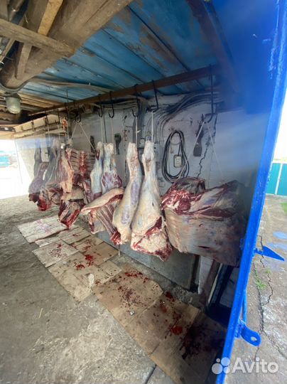 Продам мясо говядина