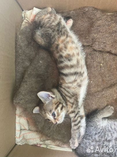 Кошка в дар