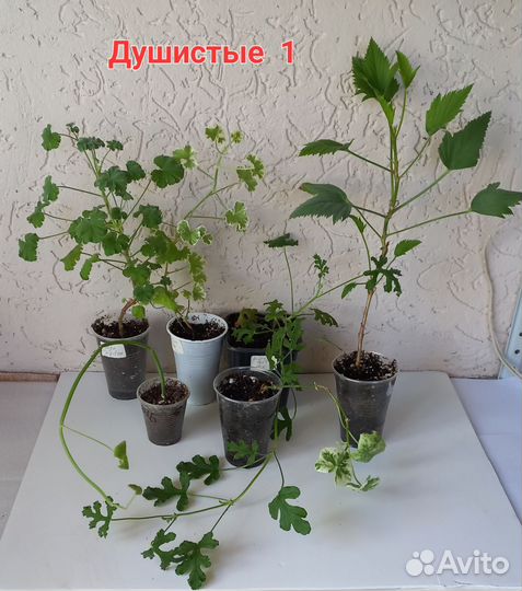 Пеларгония душистая