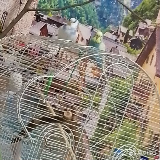 Волнистый попугай с клеткой