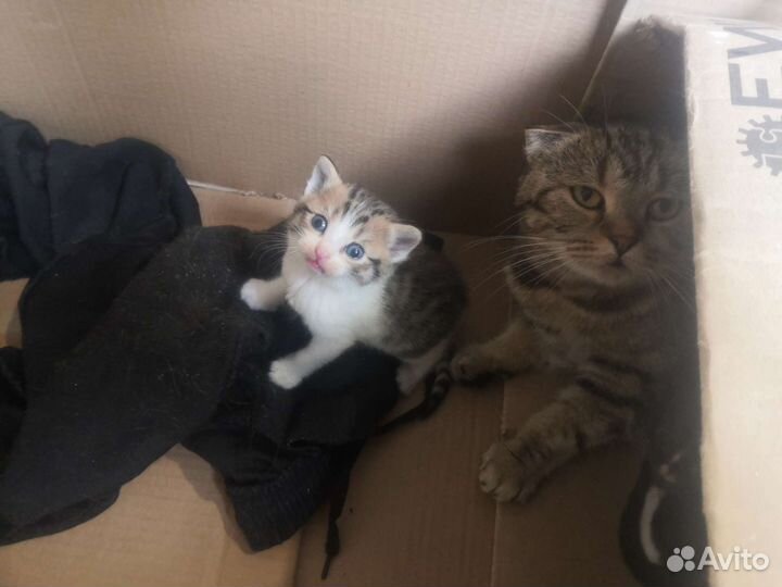 Котята в дар