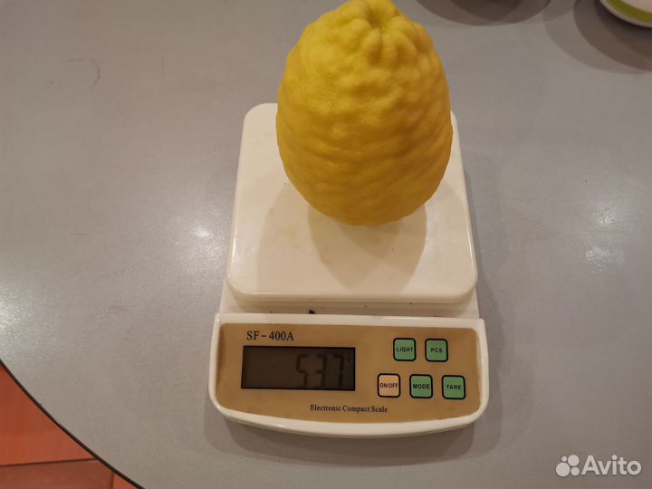 Комнатные растения лимон