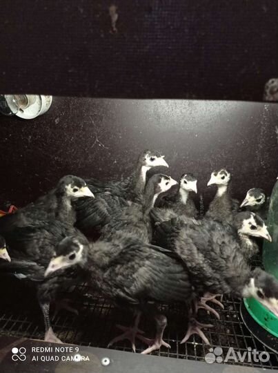 Индюшата породистые