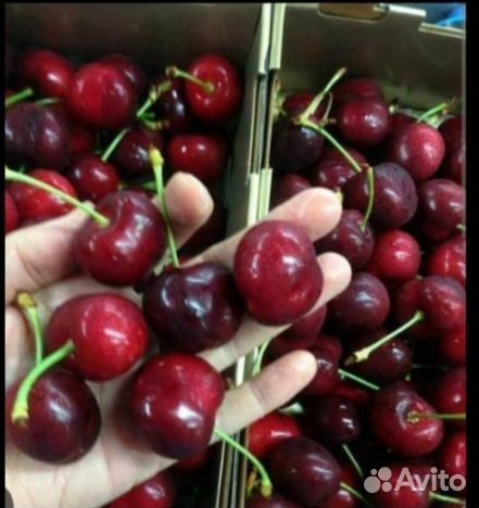 Черешня