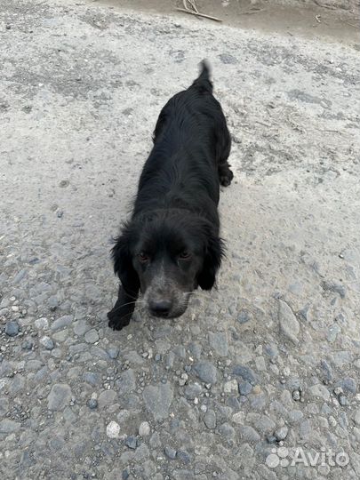 Собака в добрые руки