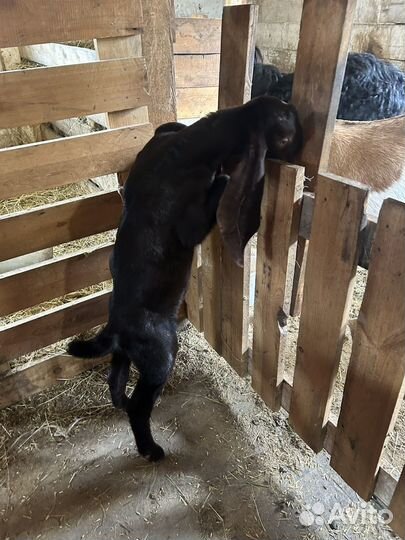 Козлик камори75/битал25