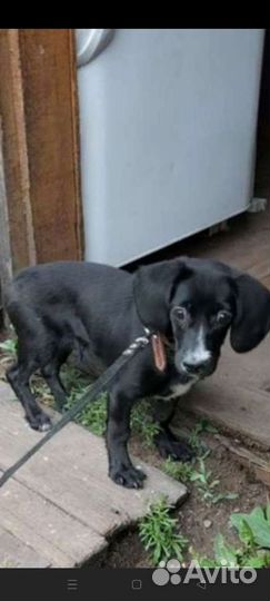 Щеночек Спанечка