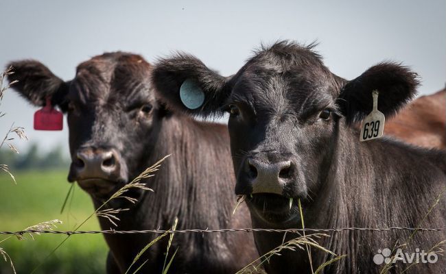 Продам сельскохозяйственные предприятия