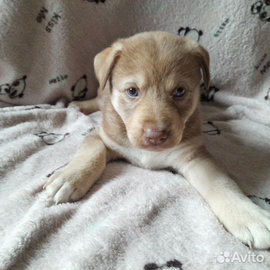 Щенки Бесплатно