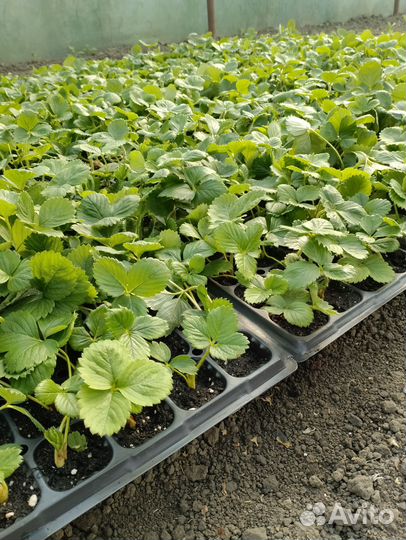 Рассада клубники азия