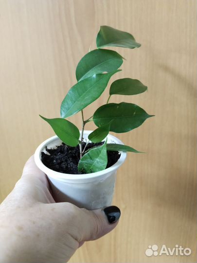 Фикусы,Филодендроны