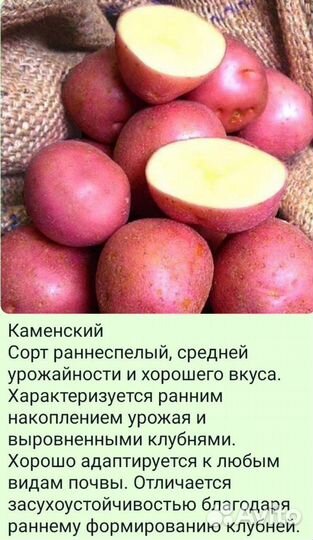 Семенной картофель