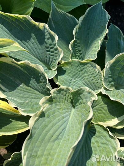 Хосты. Многолетники