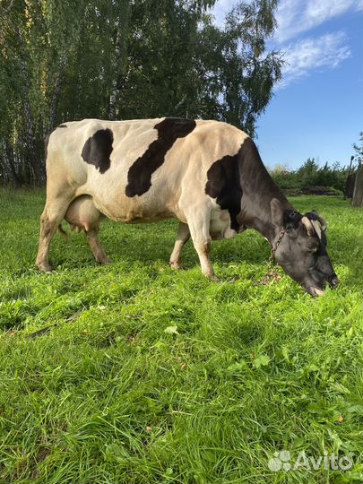 Продам молочную корову