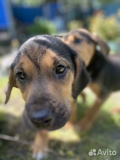 Собака в добрые руки для охоты