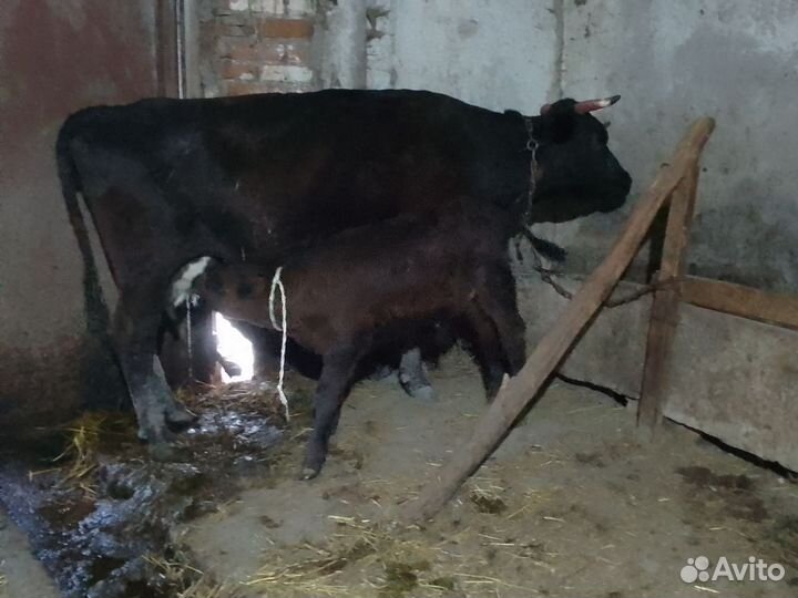 Корова с бычком