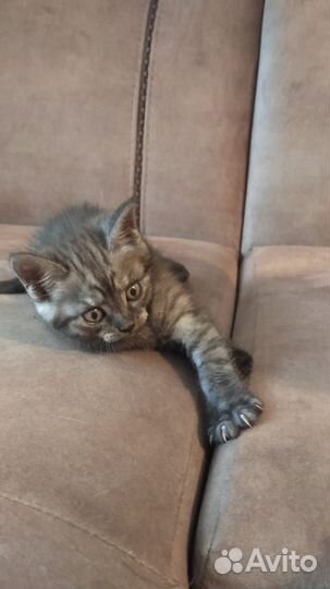 Котенок в добрые руки