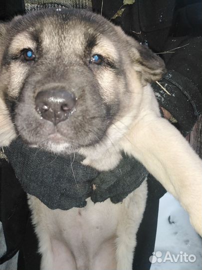 Продам щенков алабая