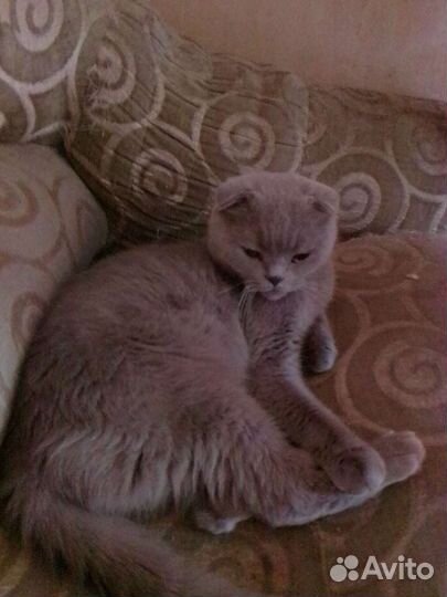 Британская