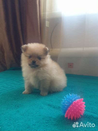 Щенки шпица