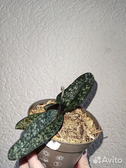 Орхидея пафиопедилум