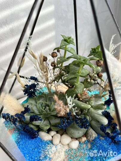 Флорариум, суккуленты, комнатные растения