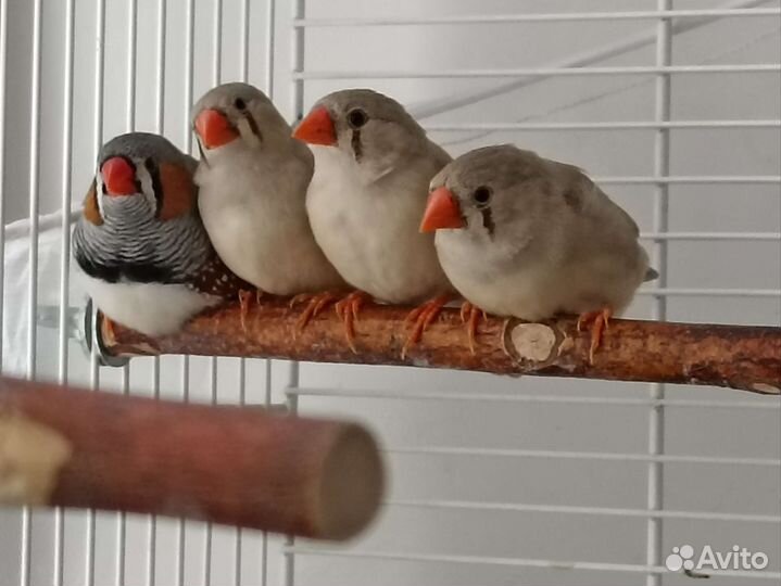 Зебровые амадины