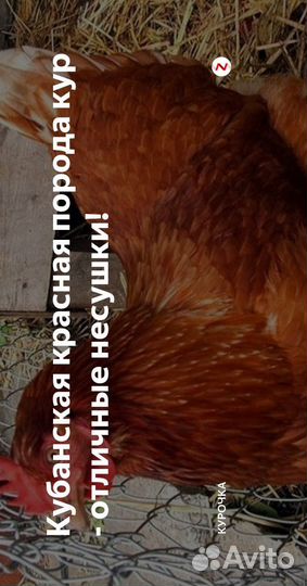 Несушка курица