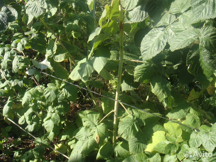 Саженцы малины