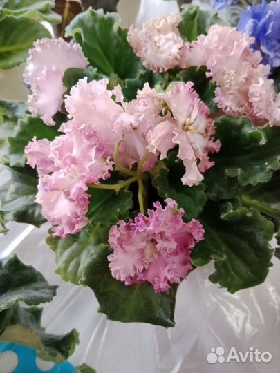 Фиалки продолжение