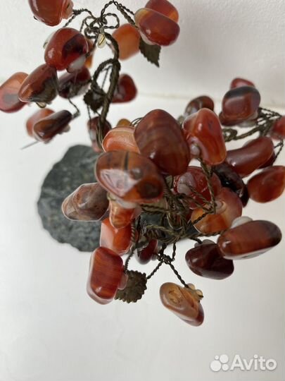 Денежное дерево