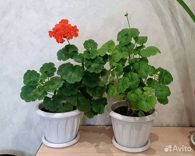 Пеларгония герань