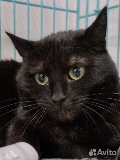Кошка черная
